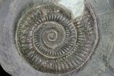 Dactylioceras Ammonite Fossil - England #84913-1